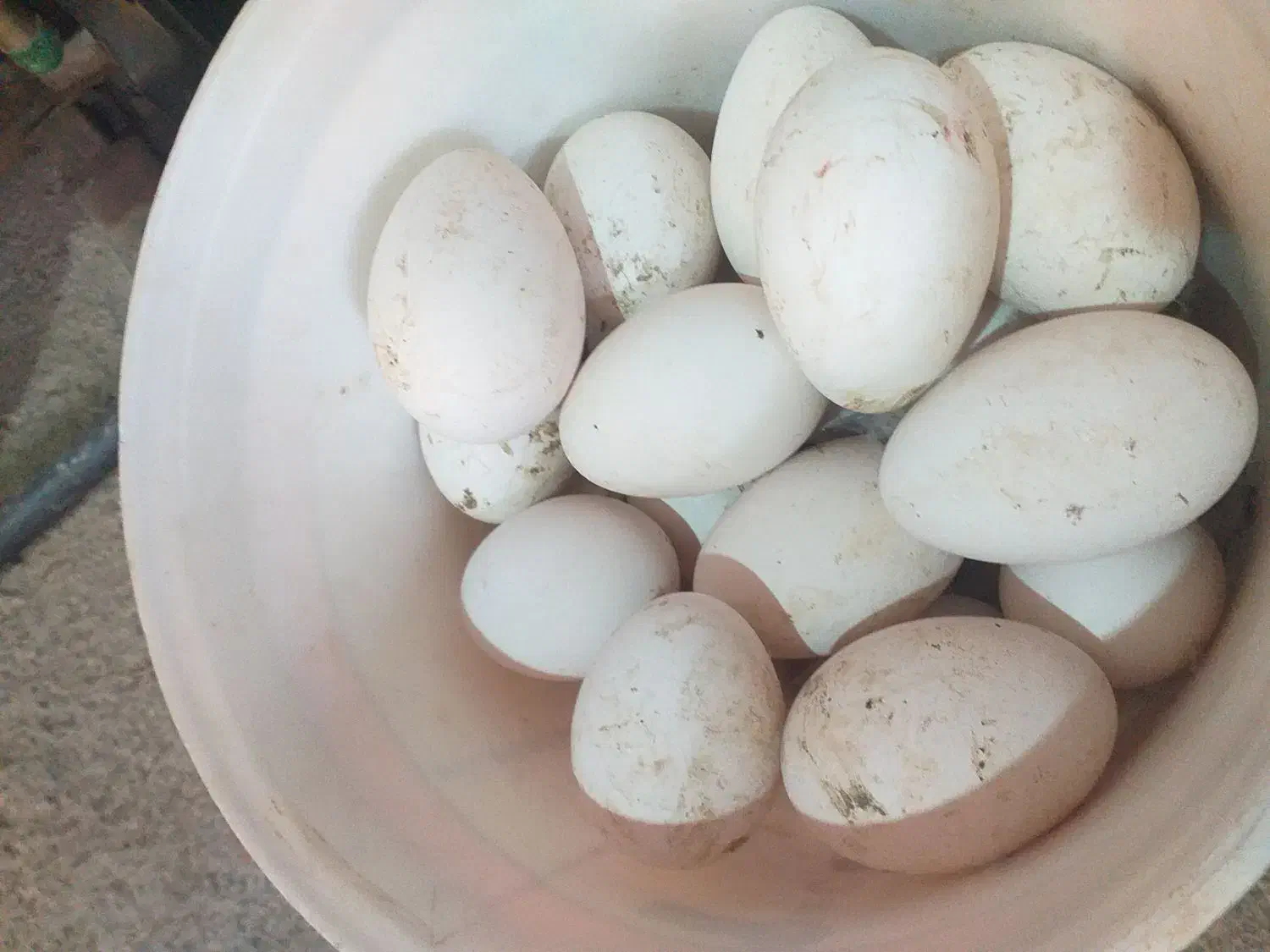 تخم غاز نطفه دار|حیوانات مزرعه|مریوان, |دیوار