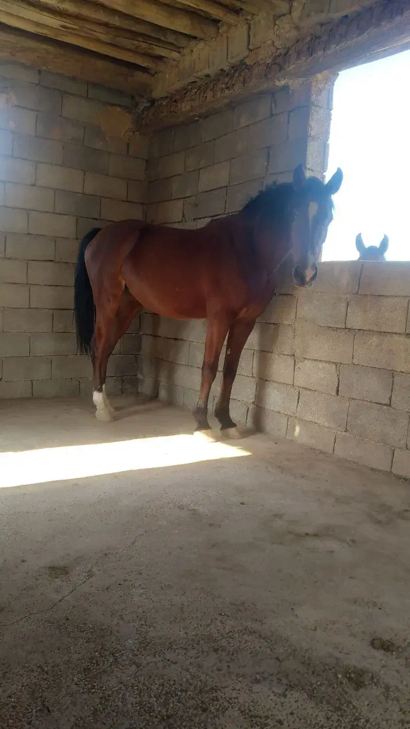 اسب|اسب و تجهیزات اسبسواری|سیمکان, |دیوار