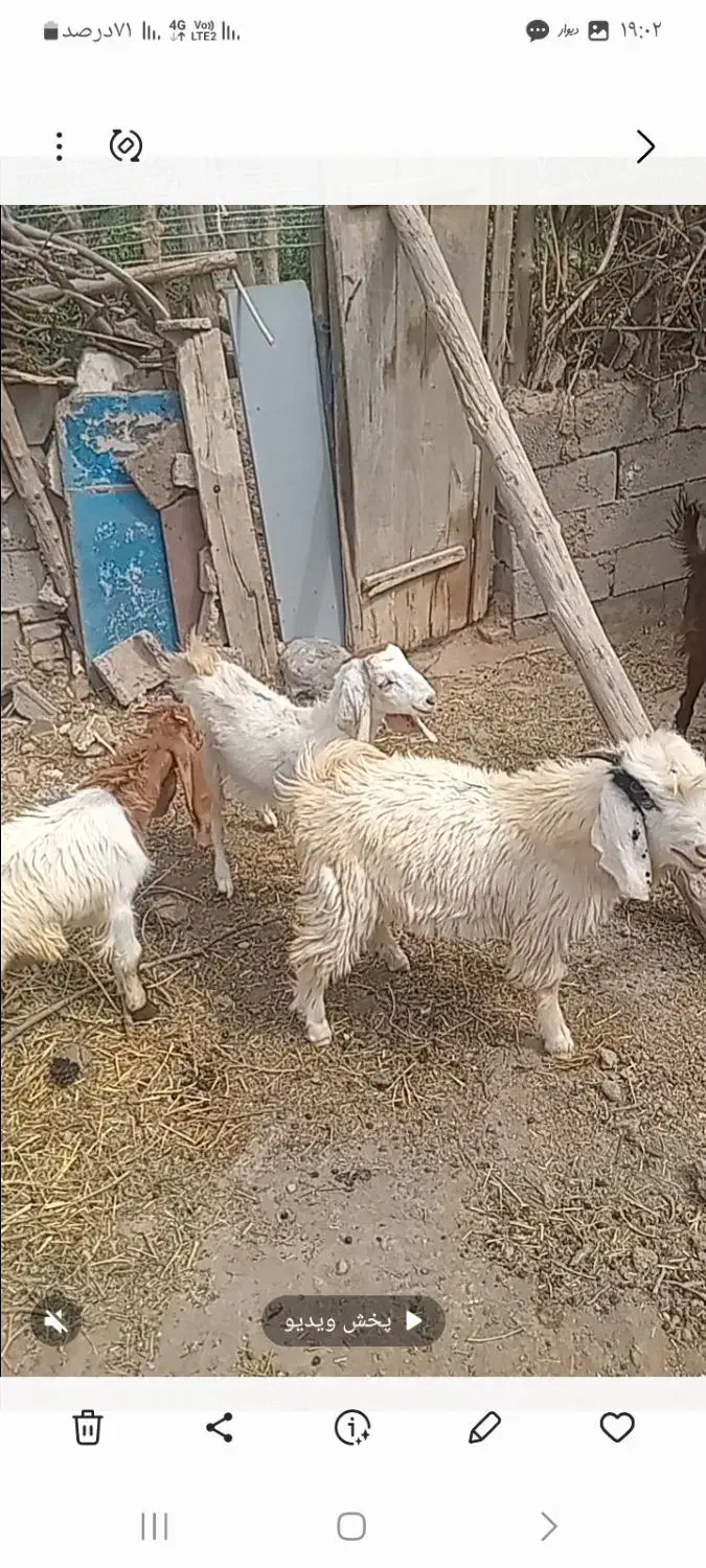 بز و بزغاله|حیوانات مزرعه|خواف, |دیوار