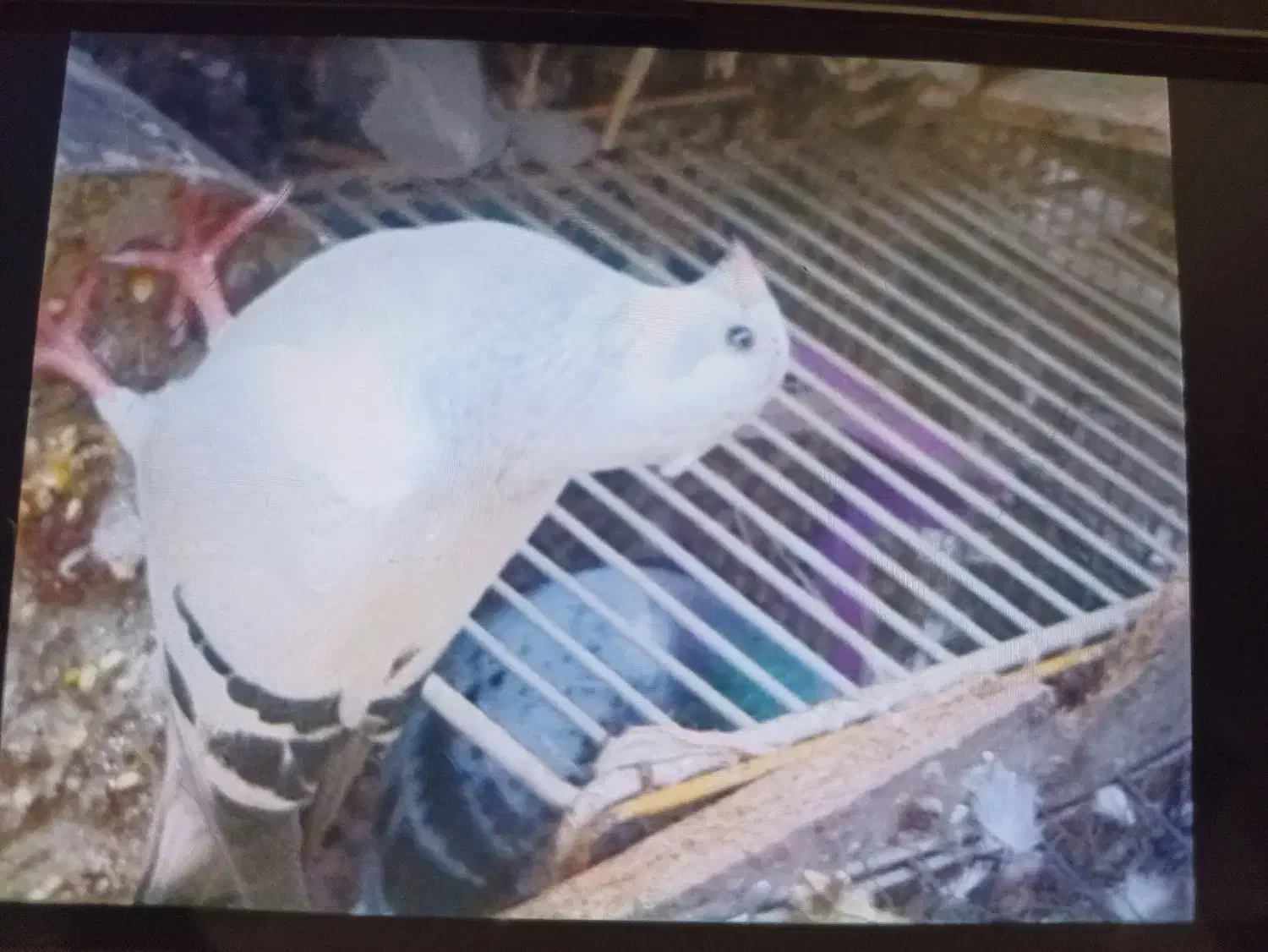 کبوتر جوجه|پرنده|برازجان, |دیوار