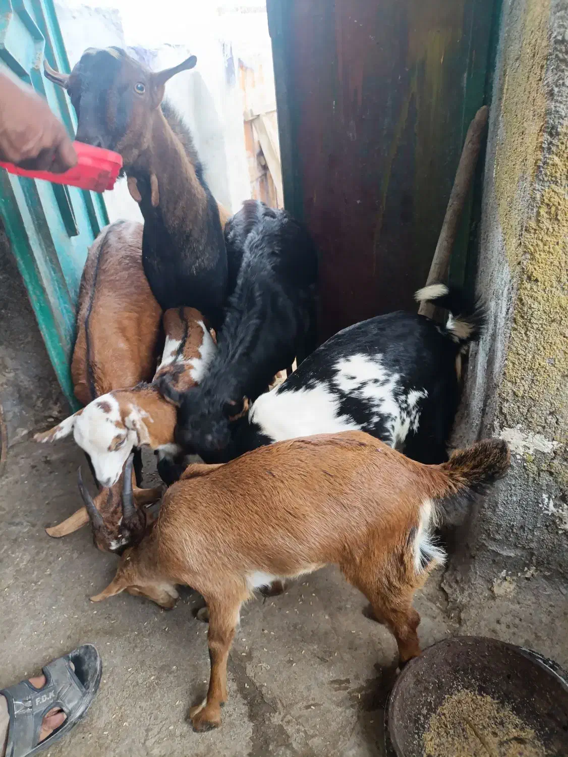 کهره نری|حیوانات مزرعه|قشم, |دیوار