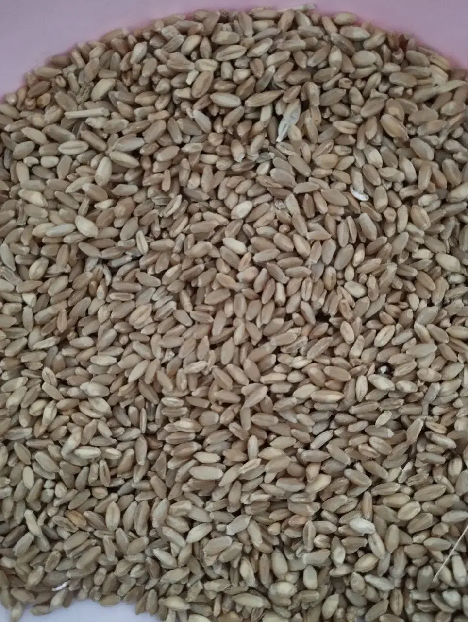 گندم بذری|خدمات باغبانی و درختکاری|ایوان, |دیوار