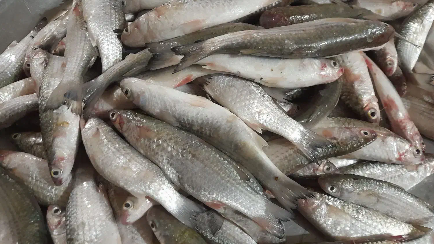 ماهی|ماهی|بندر امام خمینی, |دیوار