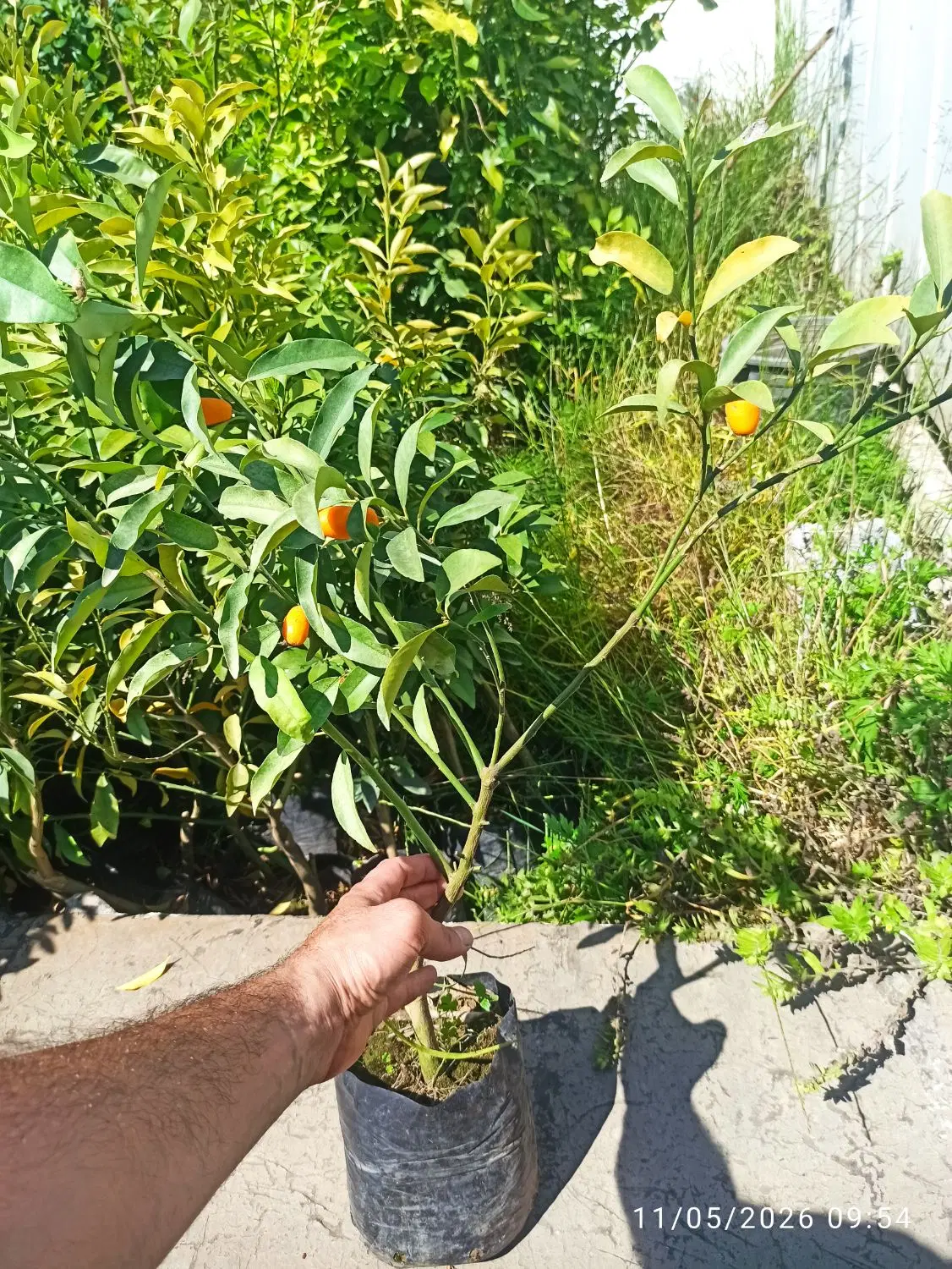 باغبانی|خدمات باغبانی و درختکاری|لاهیجان, گلستان|دیوار