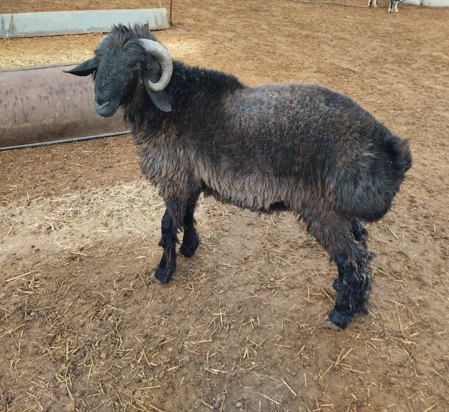 فروش بره قوچی بذری|حیوانات مزرعه|خرامه, |دیوار