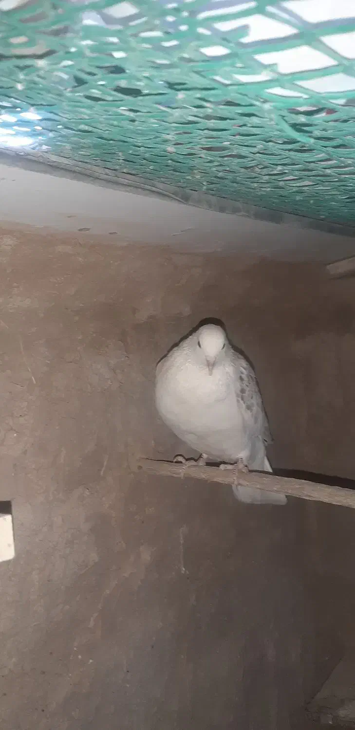 کفتر دوکت معاوضه|پرنده|قنوات, |دیوار