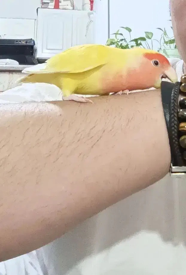 کوتوله دستی معاوضه با سبز سریلاکی|پرنده|قم, نیروگاه|دیوار