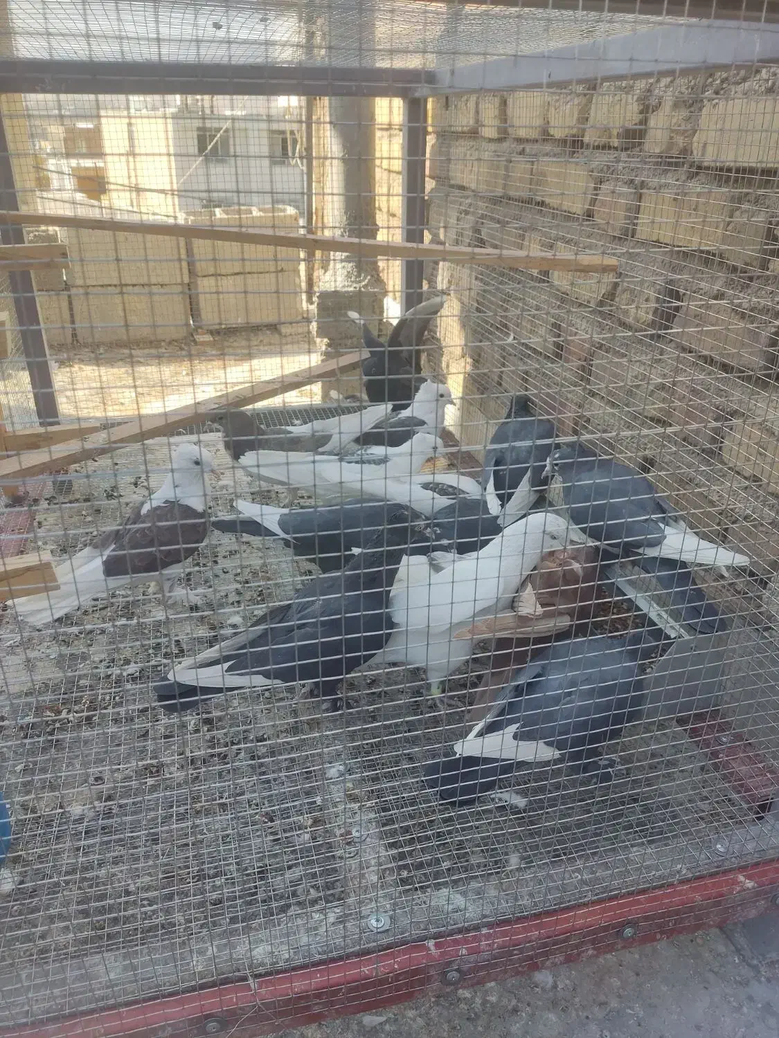 کبوتر،کفتر|پرنده|ارژن, |دیوار