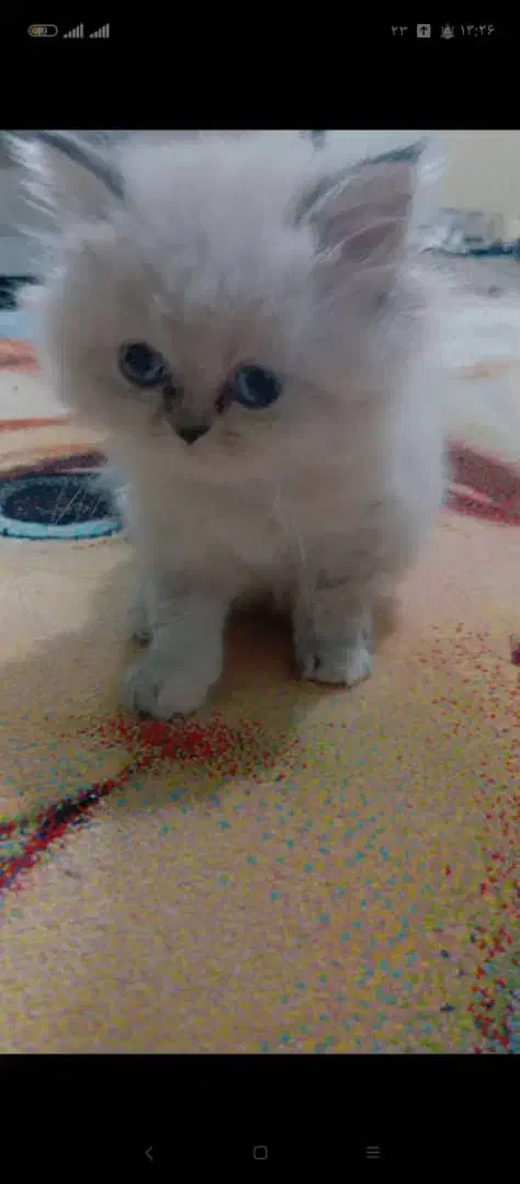 گم شده|گربه|قشم, |دیوار