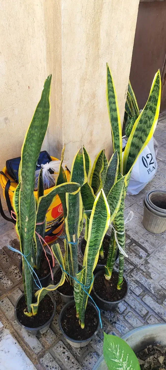 موبایل|موبایل|اسلام‌‌آباد غرب, |دیوار