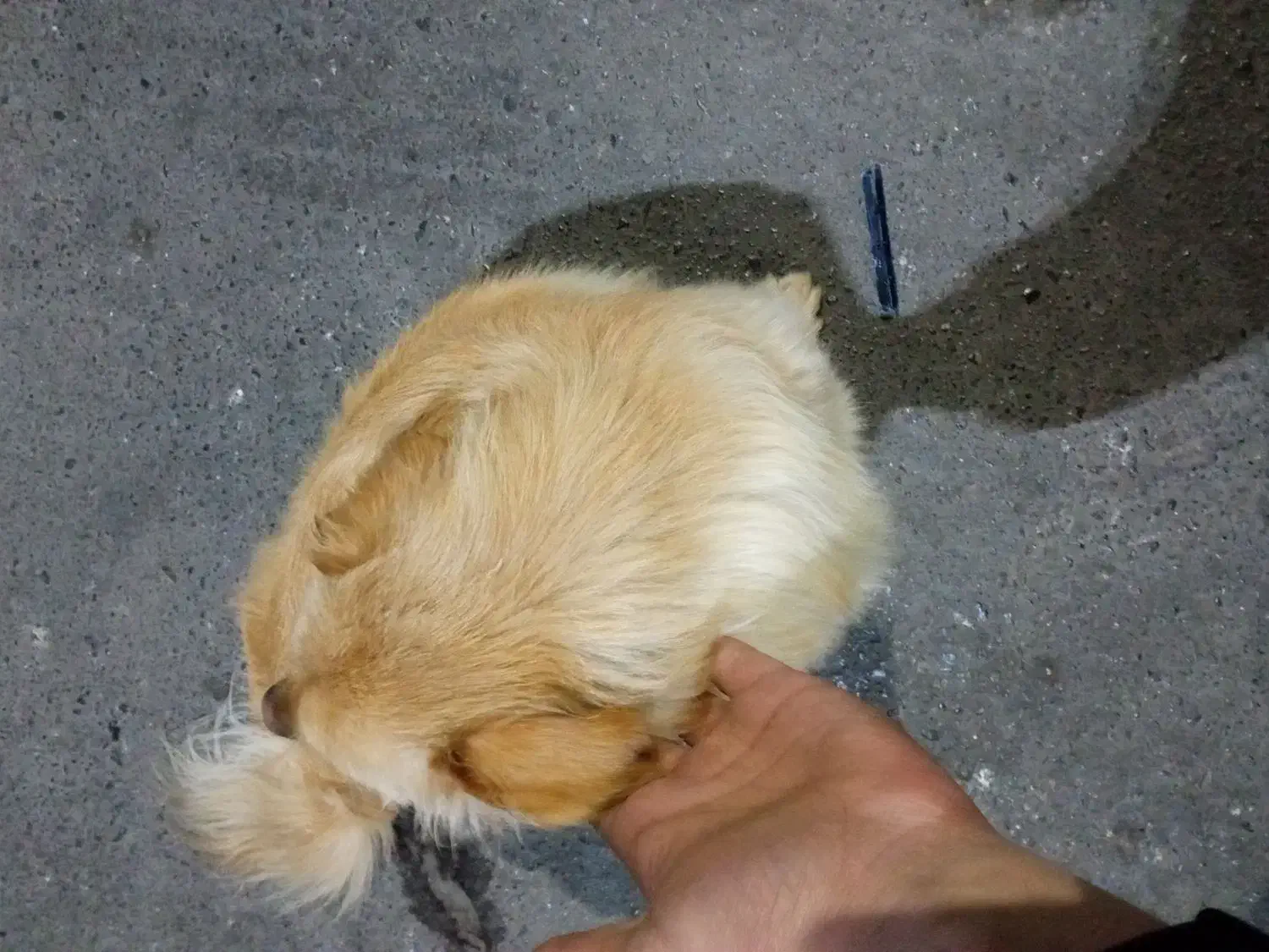 سگ باهوش و بامزه و حرف گوش کن|سگ|بهارستان, |دیوار