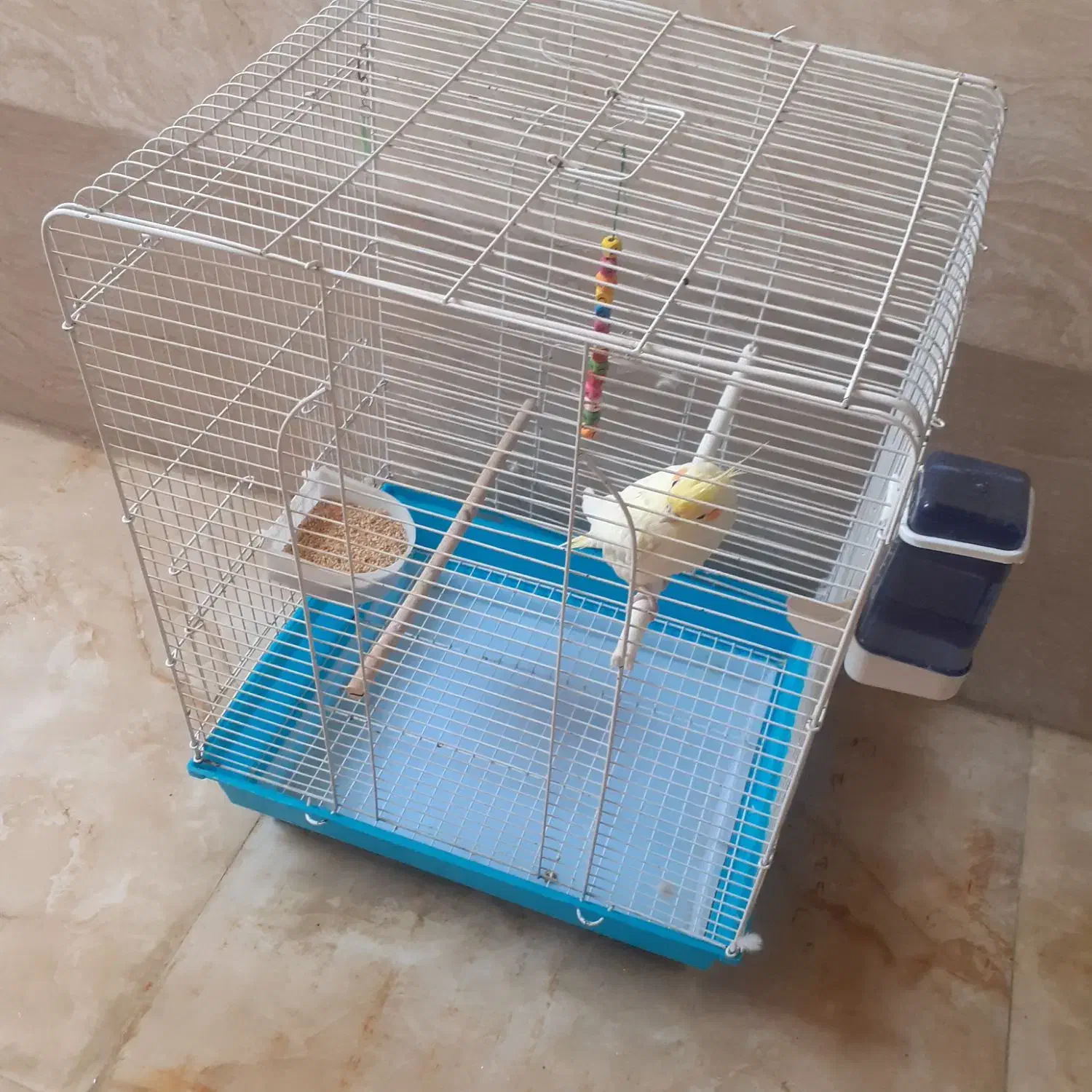 یک عددپرنده عروس هلندی باقفس|پرنده|نسیم‌شهر, |دیوار