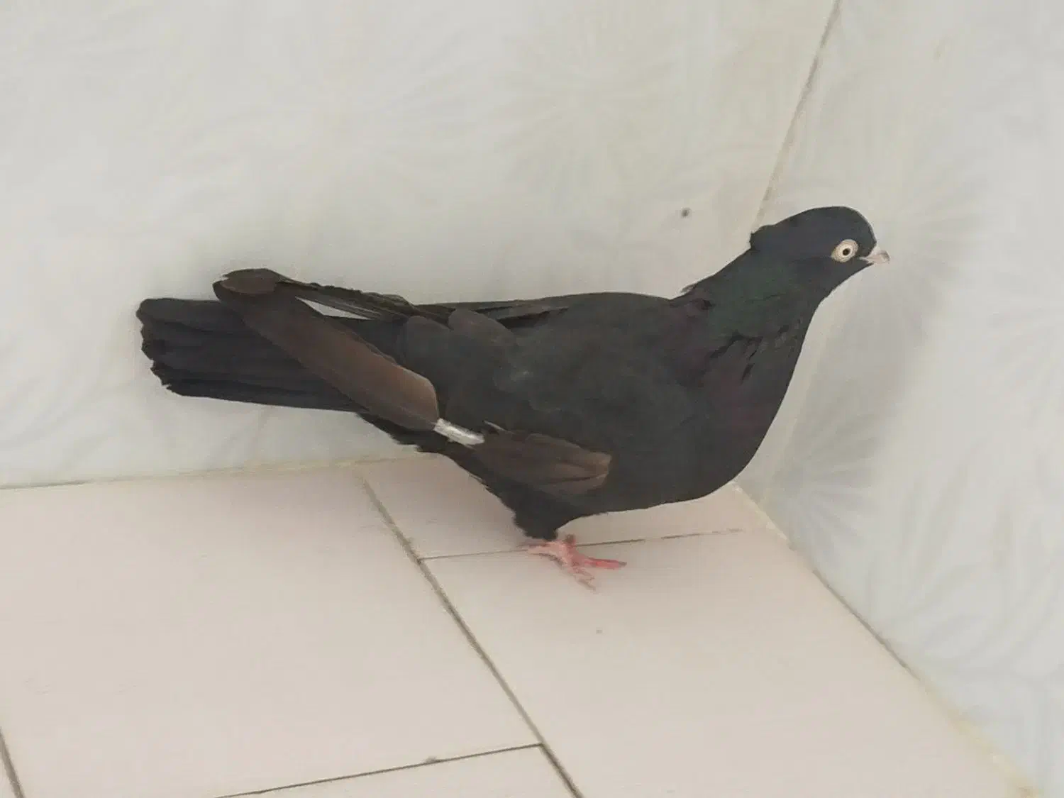 زاغ چشم نک سفید عروسک نوک ریز|پرنده|دهدشت, |دیوار