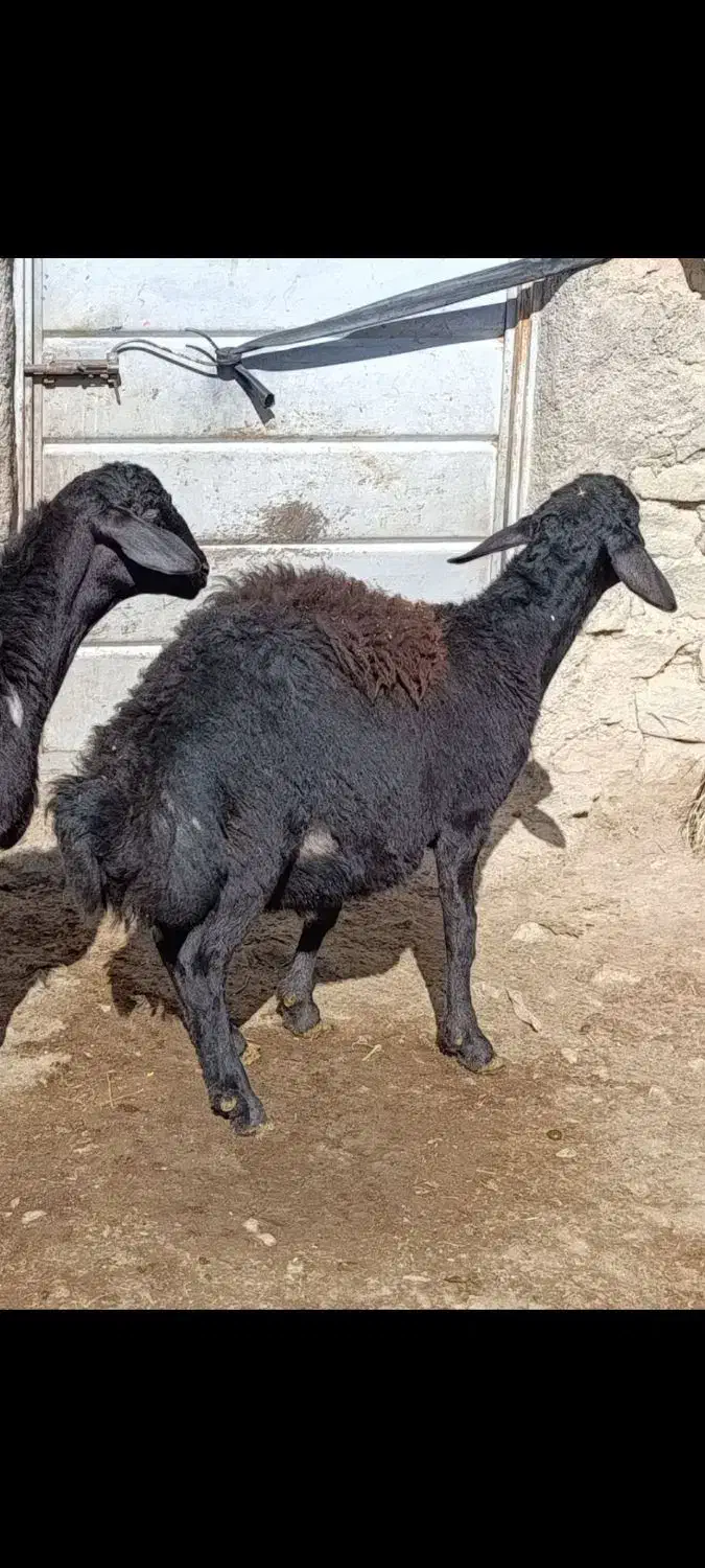 بره قره قزل|حیوانات مزرعه|قره پشتلو, |دیوار