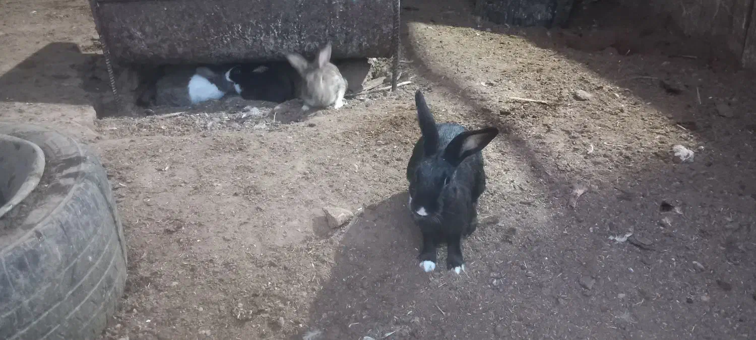 خرگوش|موش و خرگوش|اردکان, |دیوار