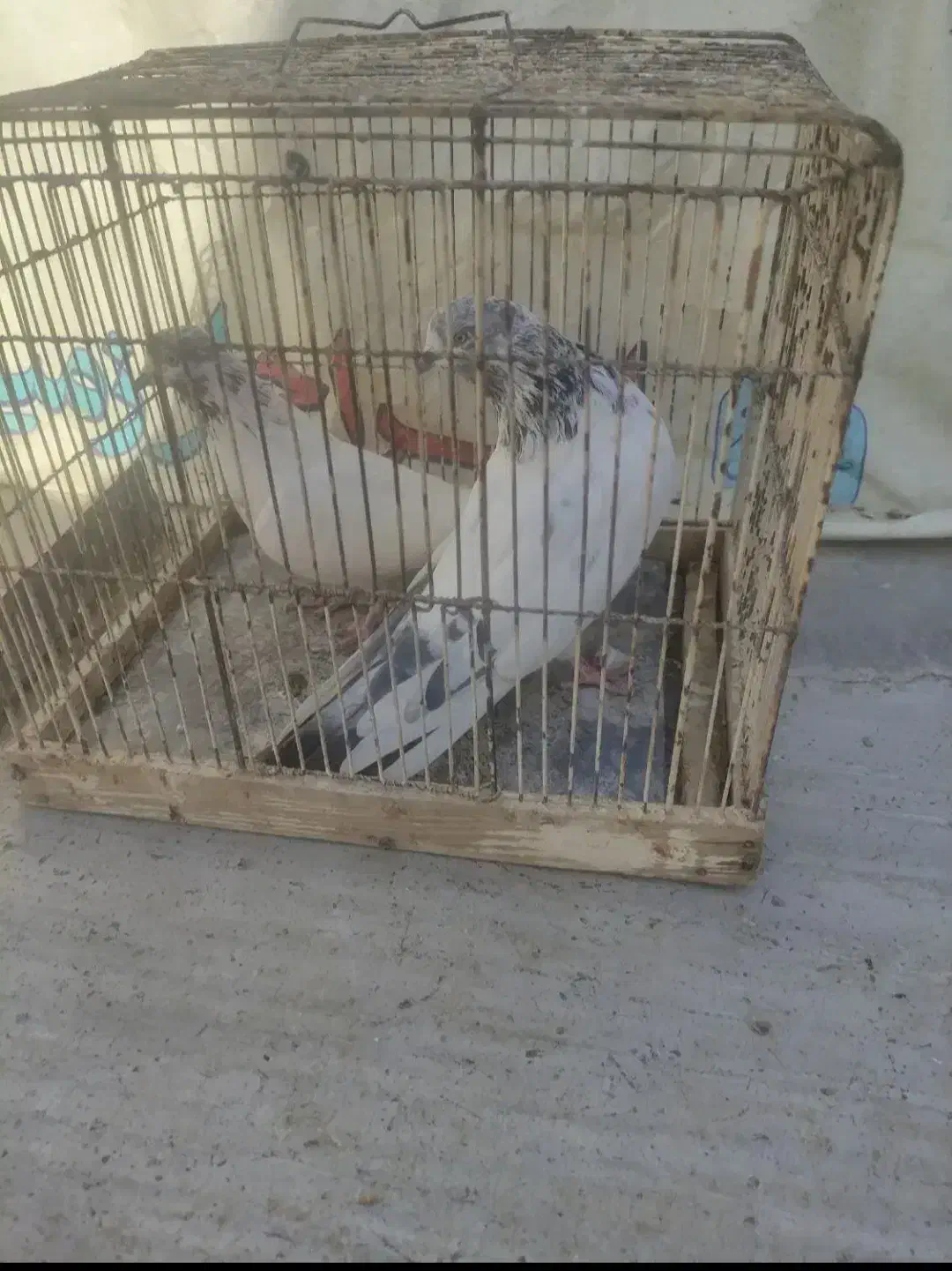 کوفتر|پرنده|برخوار, |دیوار