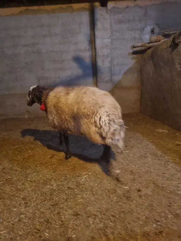 2راس قوچ افشاری درجه یک|حیوانات مزرعه|مبارکه, |دیوار