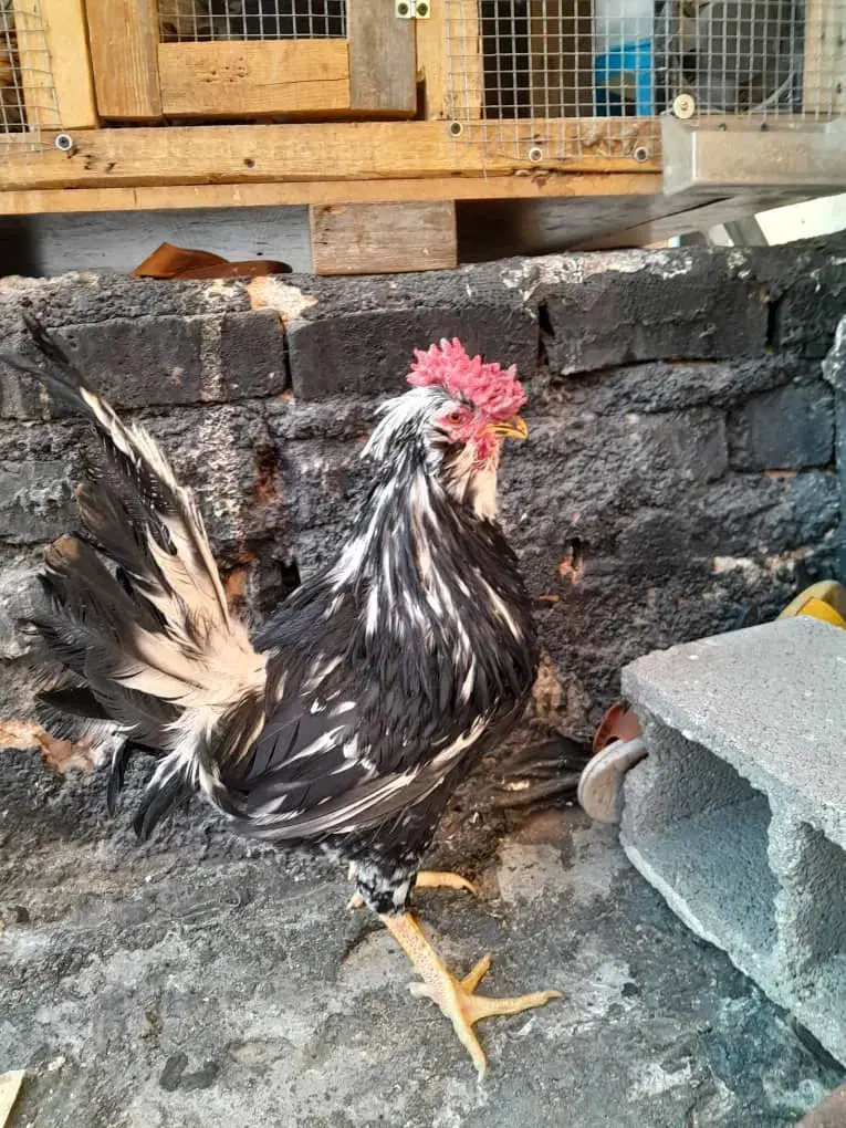 خروس گلین و مرغ لاری|حیوانات مزرعه|شیراز, کوشک میدان|دیوار