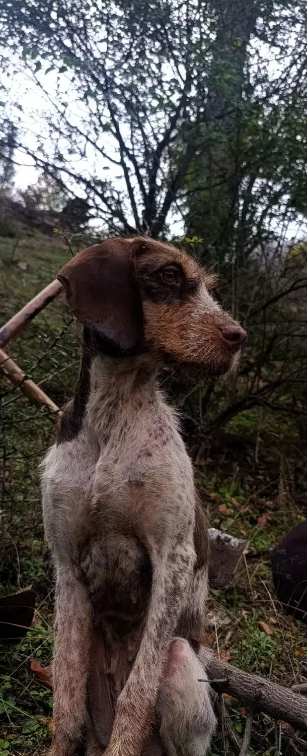 سگ شکاری ترافل حرفه ای|سگ|فراغی, |دیوار