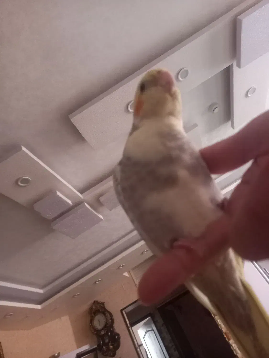 عروس هلندی|پرنده|شاهین‌شهر, مسکن مهر|دیوار