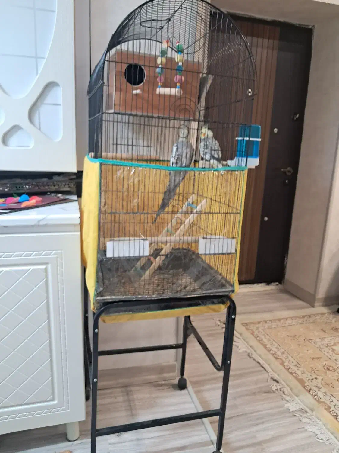 عروس هلندی با قفس و چهاپایه|پرنده|فردوسیه, |دیوار