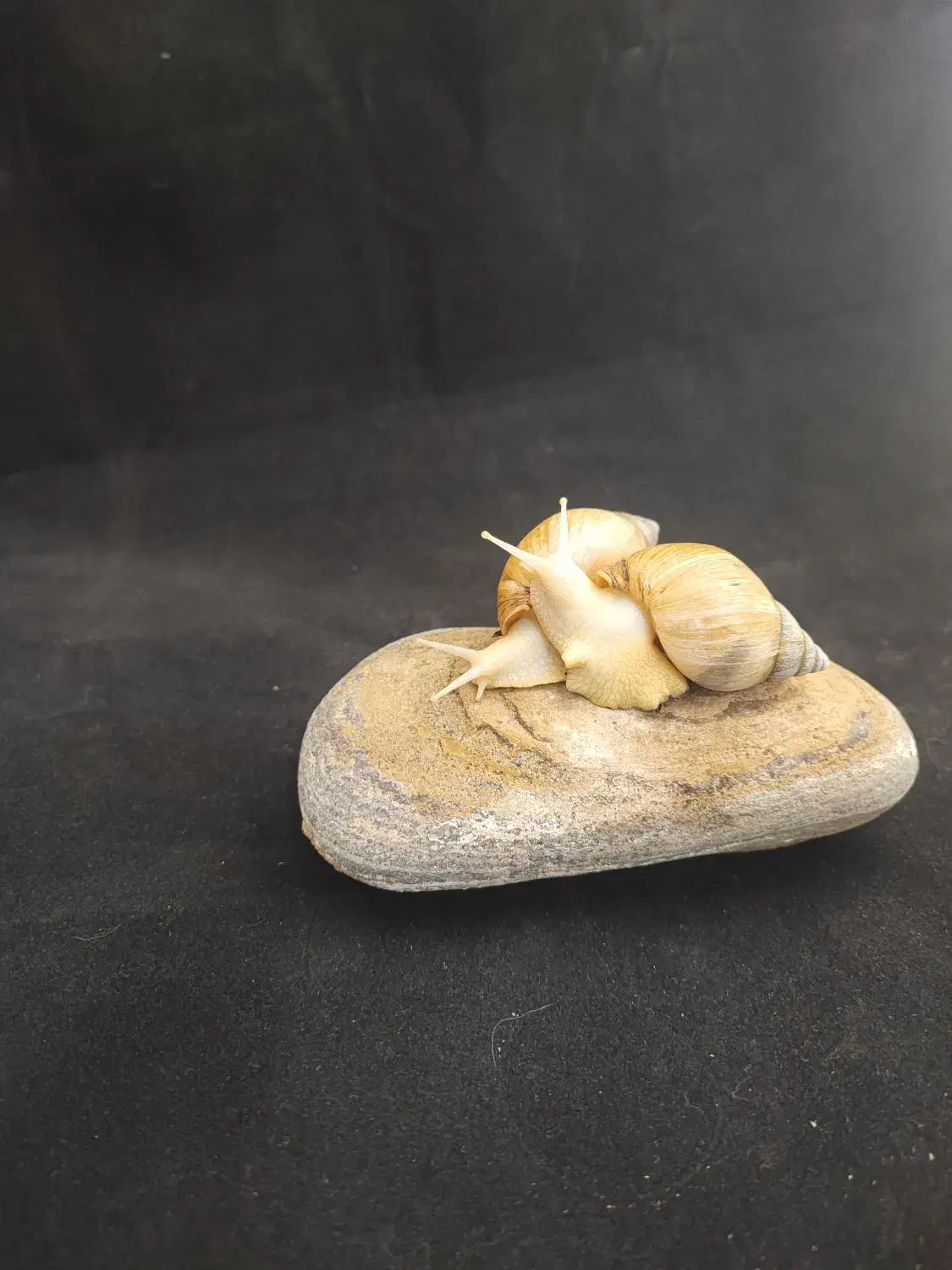 واگذاری تعدادی حلزون چاباتای|خزنده|قشم, |دیوار