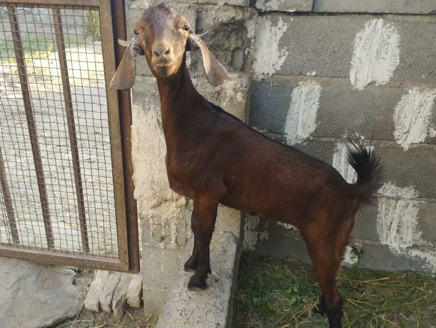 گیسه چاق|حیوانات مزرعه|میناب, |دیوار