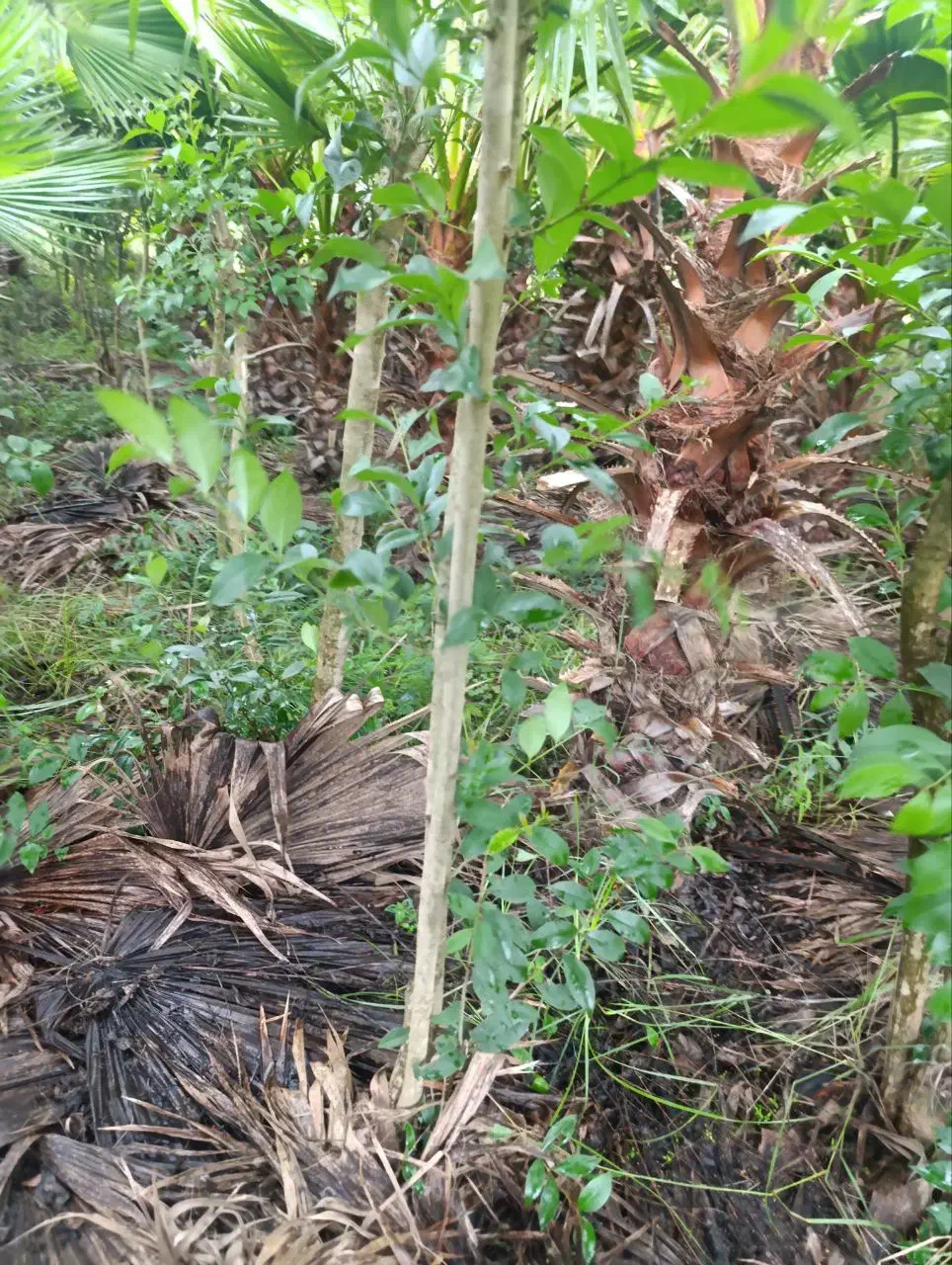 برگ نو (پایه پیوند)|خدمات باغبانی و درختکاری|چابکسر, |دیوار