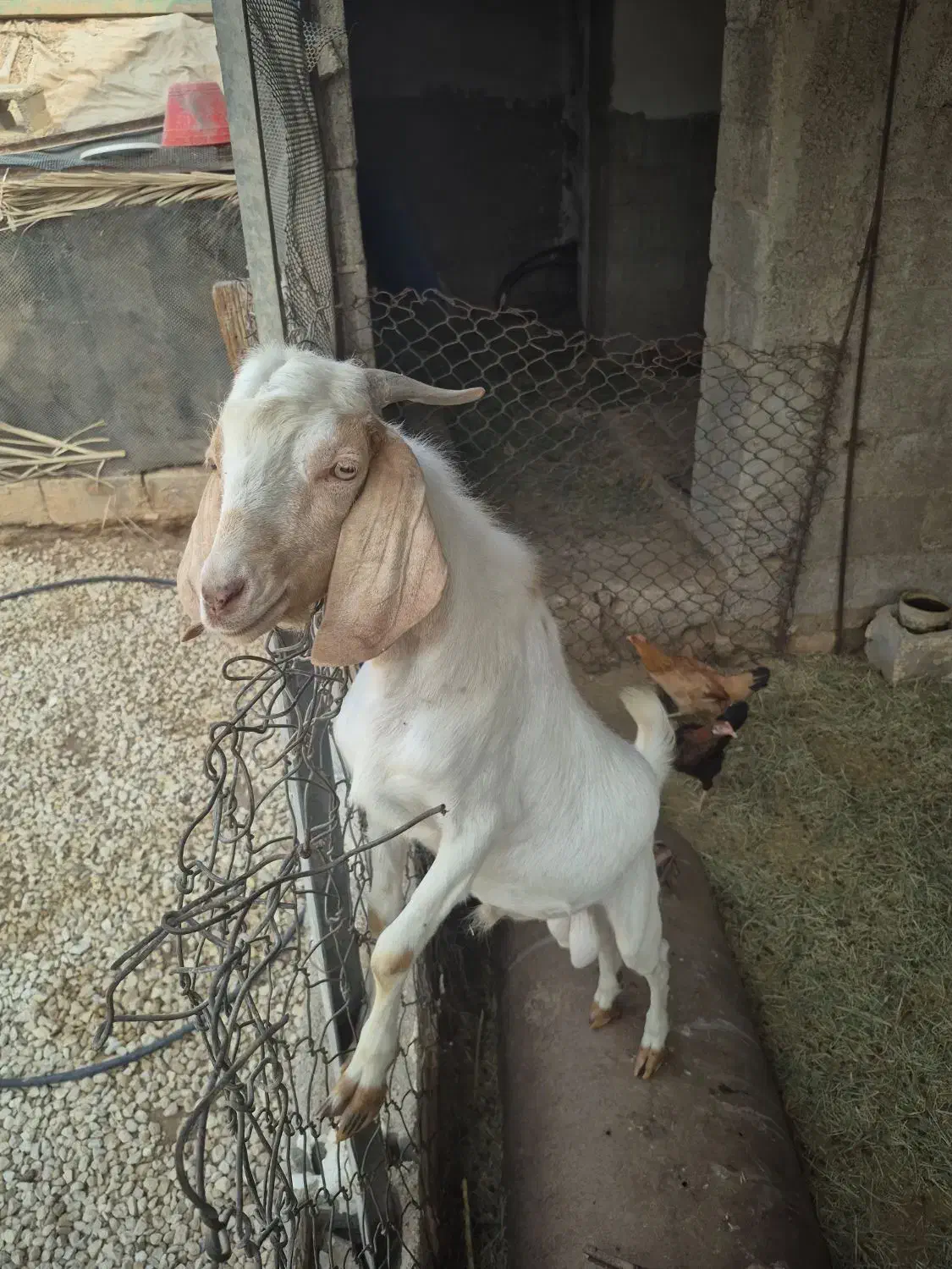 کهره نر|حیوانات مزرعه|بندر دیر, |دیوار