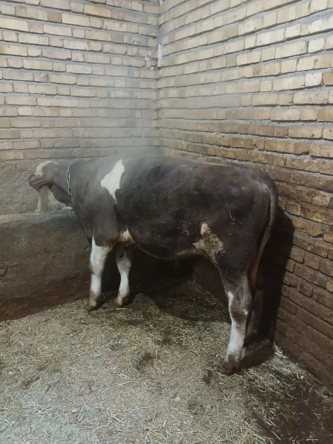 گوساله|حیوانات مزرعه|کلاترزان, |دیوار