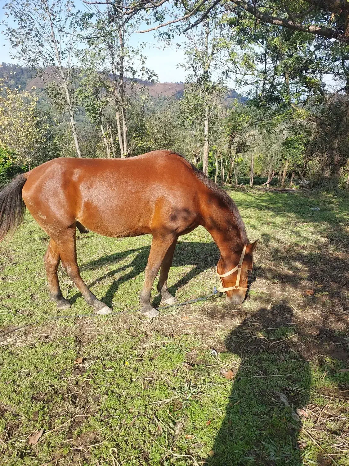 اسب|اسب و تجهیزات اسب‌سواری|سیاهکل, |دیوار