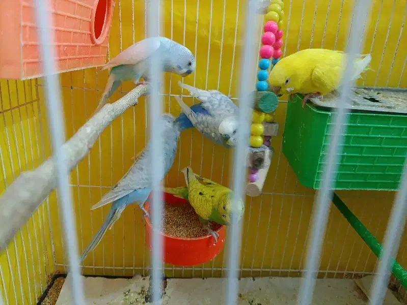 فروشی|پرنده|مشهد, حسین‌آباد|دیوار