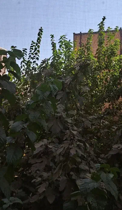 راهنمایی|فعالیت داوطلبانه|پاکدشت, پاکدشت (مامازند)|دیوار