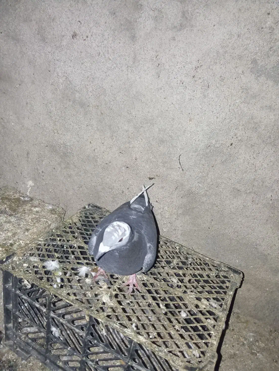 کبوتر‌مسافتی|پرنده|تاتار علیا, |دیوار