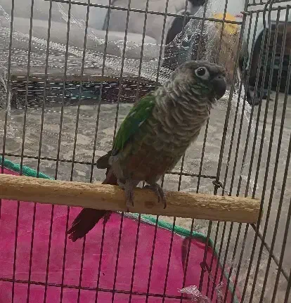 طوطی گرینجیک|پرنده|لنگرود, |دیوار