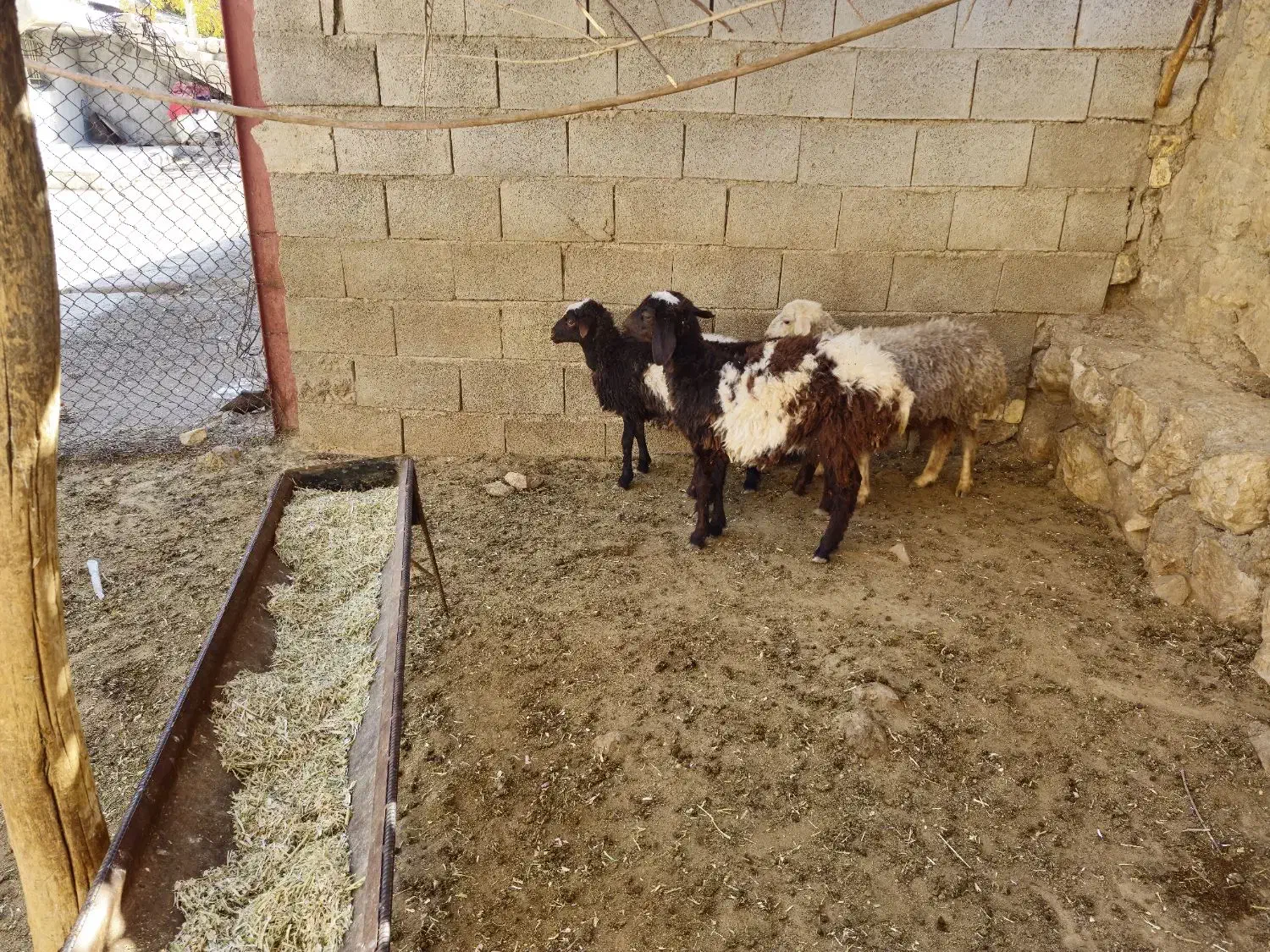 بره ریز|حیوانات مزرعه|کوهرنگ, |دیوار