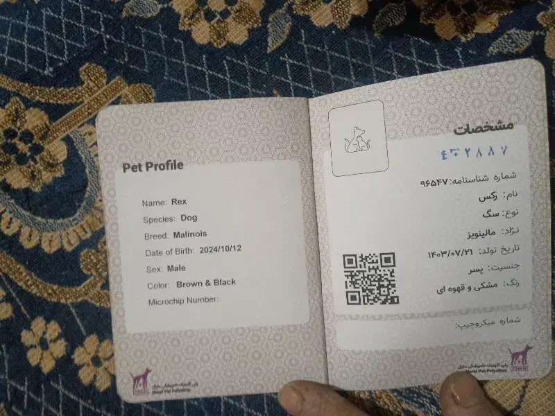 فروش یه قلاده سگ مالینویزیک ساله قیمت ۸تومن مقطوع|سگ|سمیرم, |دیوار