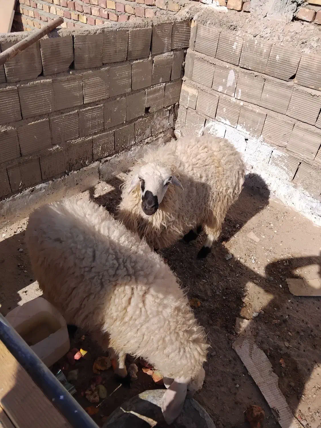 دو بره نر فروشی|حیوانات مزرعه|زابل, |دیوار