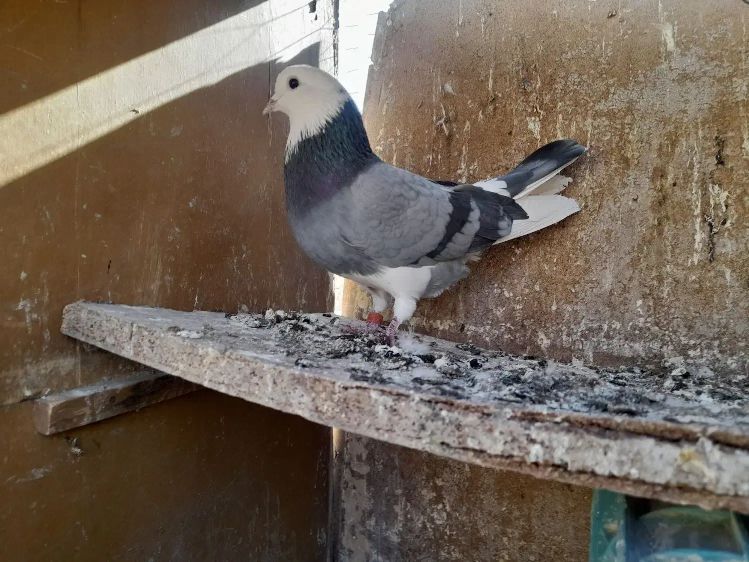 کفتر|پرنده|ساوه, |دیوار