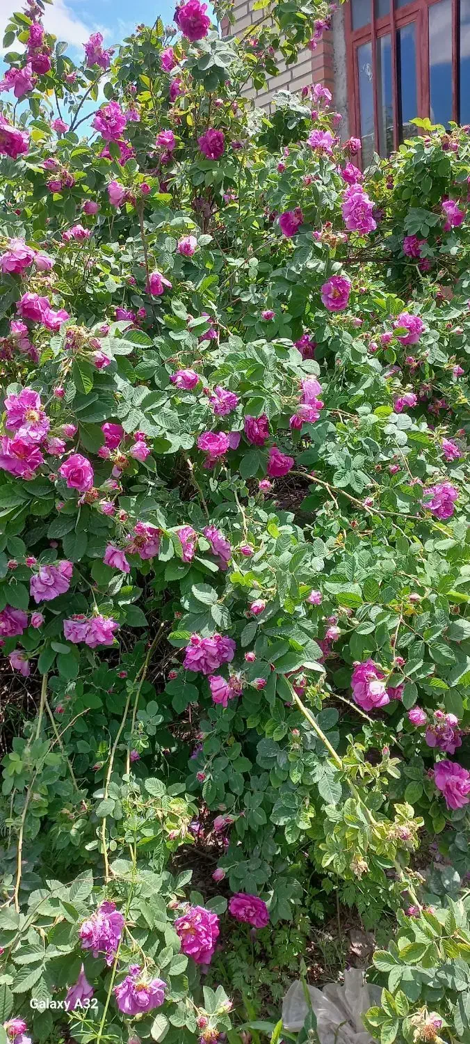 باسلام یک خانه ویلایی به فروش می‌رسد|فروش خانه و ویلا|مشگین شهر, |دیوار