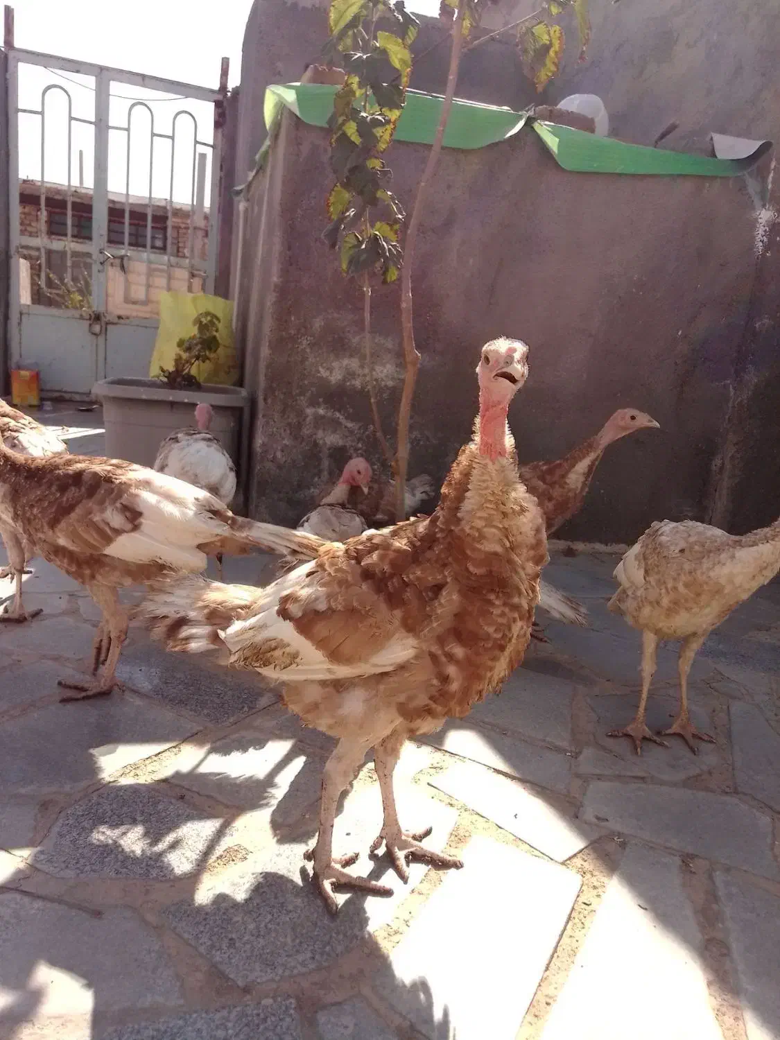 جوجه بوقلمون پنج ماهه|حیوانات مزرعه|رضویه, |دیوار