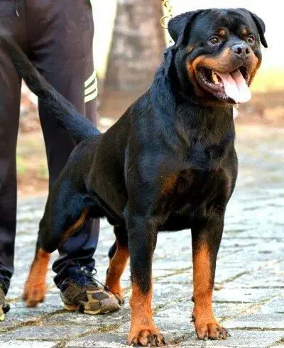 سگ روتوایلر حرفه ای آموزش دار|سگ|تهران, قیطریه|دیوار