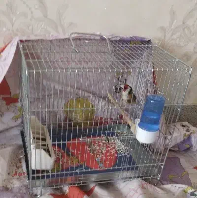 سهره نر|پرنده|محمدشهر, محمدشهر|دیوار