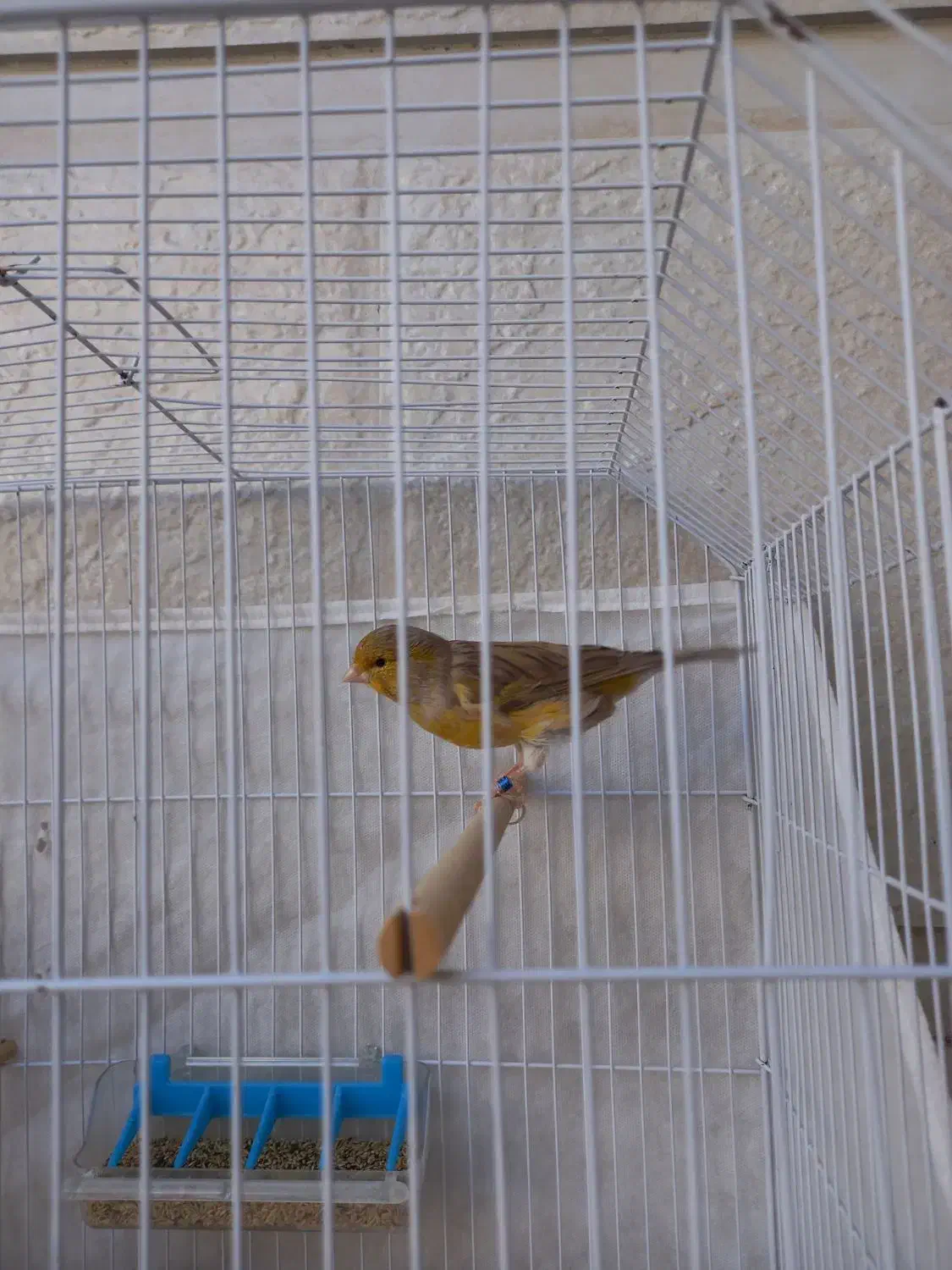 قناری نر|پرنده|امیدیه, |دیوار