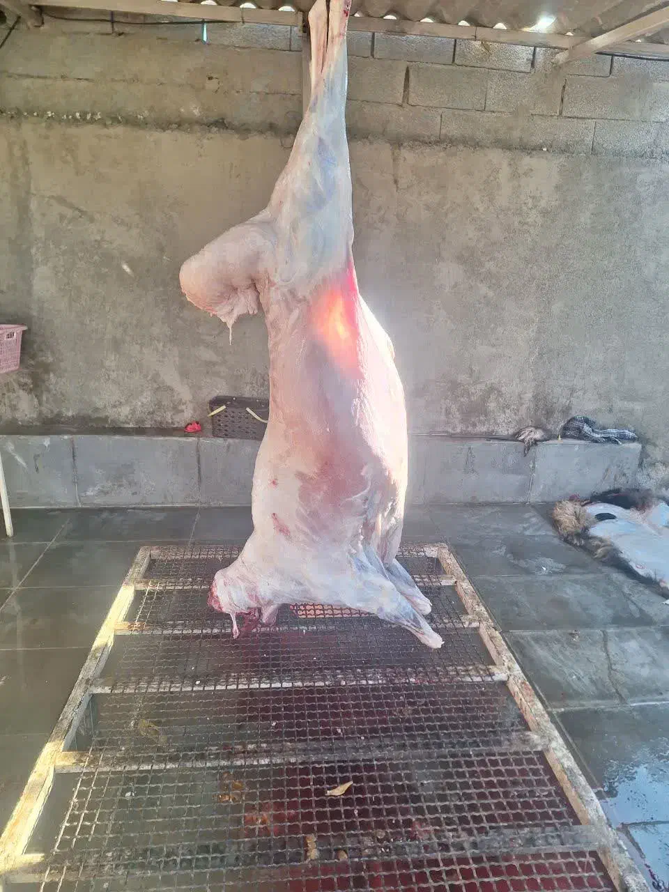 بره پروار شده گوسفنده زنده|حیوانات مزرعه|هشتگرد, قاسم آباد بزرگ|دیوار