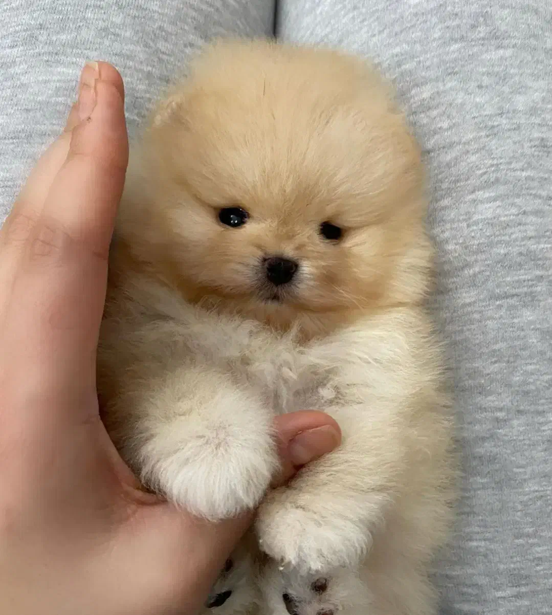 سگ پامر/ پامرانین خرسی تیکاپ|سگ|تهران, تهرانسر غربی|دیوار