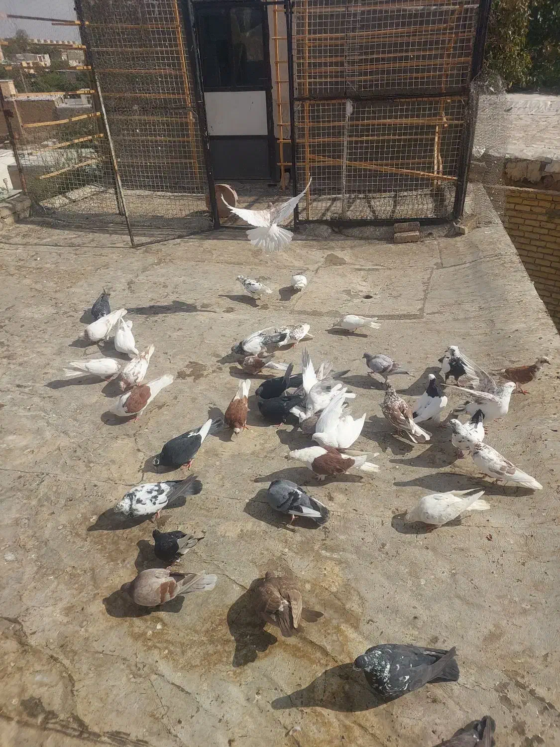 کفتر|پرنده|خرمدره, |دیوار