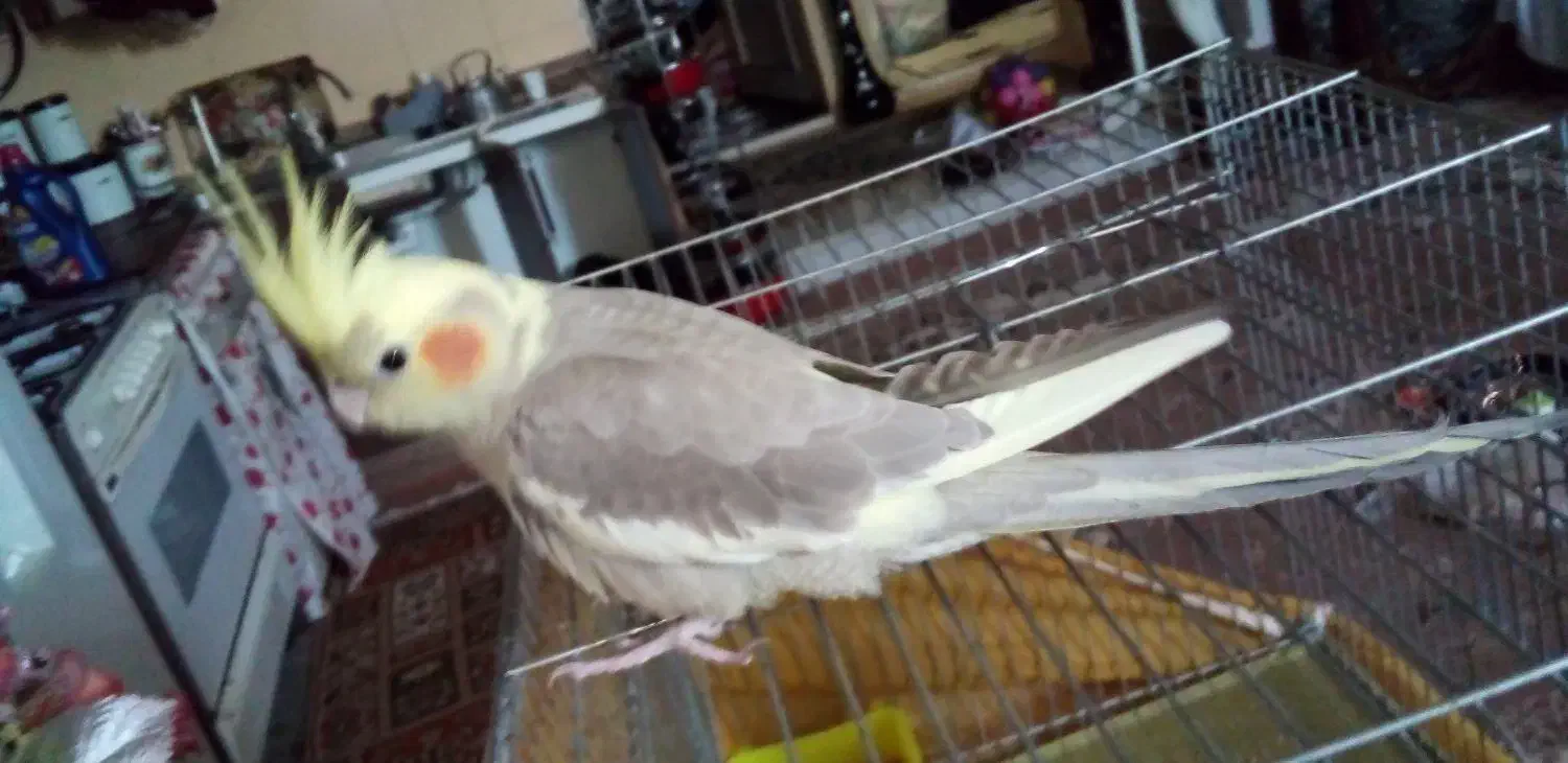 جوجه عروس هلندی نر 2ماهه دستی ودونخور|پرنده|اصفهان, عطار نیشابوری|دیوار