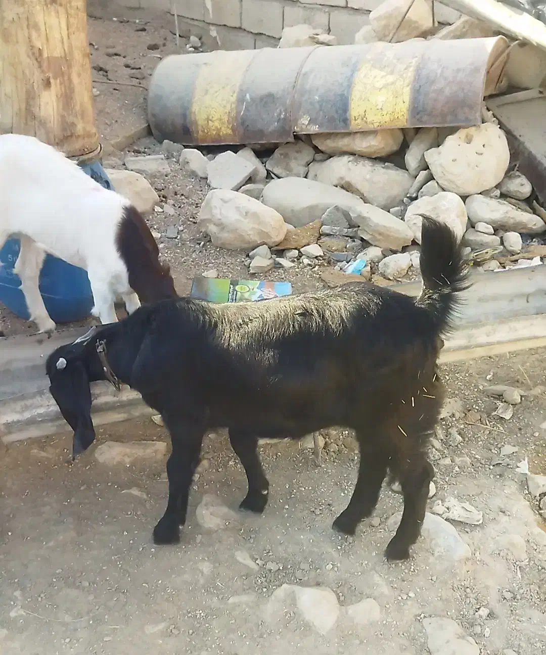 تیشتر افغانی اصلی بشرط از همه لحاظ|حیوانات مزرعه|مسجد سلیمان, |دیوار