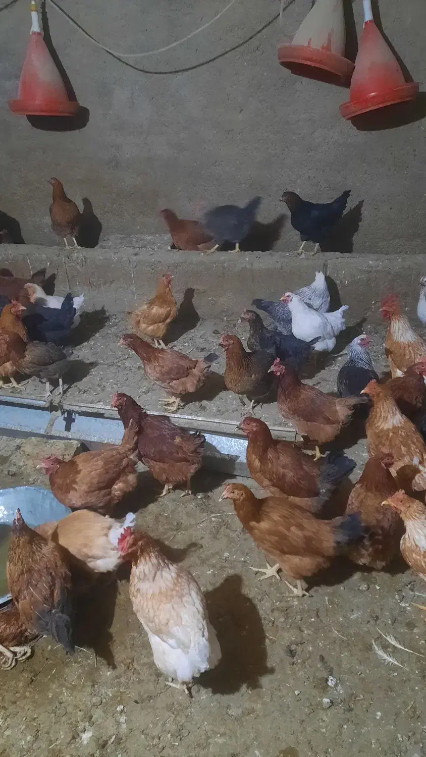 مرغ تخمگذاری بومی گلپایگان|حیوانات مزرعه|گلپایگان, |دیوار